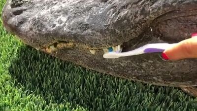 Чистим зубки