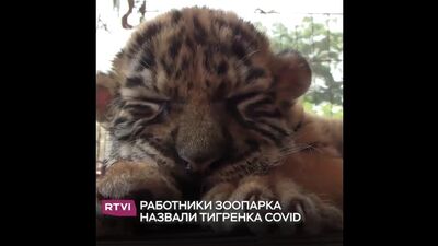 Тигренок по имени...