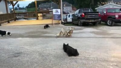 Навыки пастушьих собак