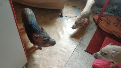 Строители или вредители? Бригада в действии...