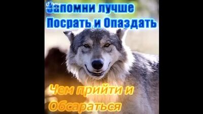 Цитаты волка 