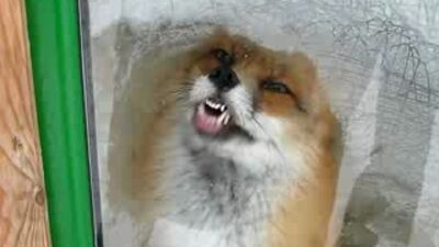 Упоротая лиса ^-^(так мило)