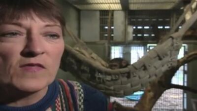 Жопа макаки ))