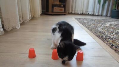 [А ну-ка Давай-ка] ВСЕ РОЗЫГРЫШИ НАД КОТАМИ! СМЕШНЫЕ КОТИКИ МАЛЫШ И МУРКА! КОШАЧЬЯ СЕМЬЯ РАЗЫГРАНА! КОТИКИ