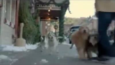 Истрия о том, как пес преодолев погоню, принес кость и... смотрите сами!