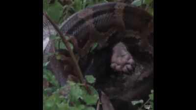 Питон против медоеда