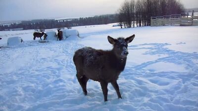 Гринфилд Парк - Оленья ферма - Марал 06 января 2019
