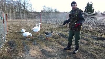 [Деревенский блокнот] Про некоторые особенности интимной жизни в деревне.