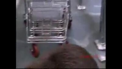 Бобры в озёрске настолько суровы,что ходят в магазин за вином