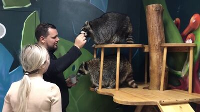 Кадры с посещений. Енотовиль