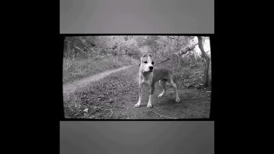 Шинра тенсей