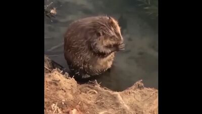 Video by Animal world | смешные животные