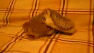 Ежики спариваются. Секс Ежиков. Как Ежики занимаются сексом.