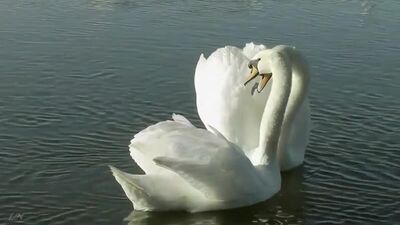 Адажио(Томазо Альбинони) - Ettore Stratta