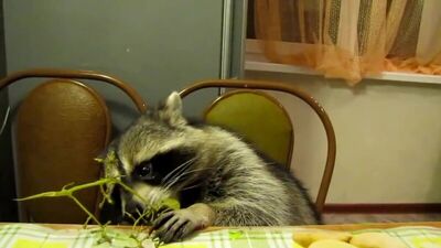 Енот ест виноград