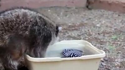 Енот-полоскун стирает бельё