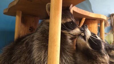 Еноты целуются. Енотовиль