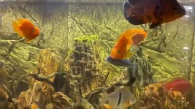 Аквариум с астронотусами | Мир Аквариума 