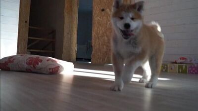 Акита Ищет Свою СЕмью Йошик испугался Пантеру))) 8.02.2017