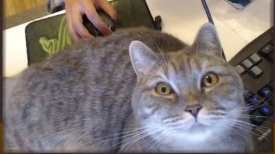 Алекстраза.