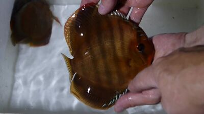 Аленкеры от Stendker