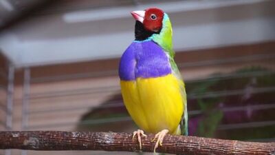 Амадина гульда пение