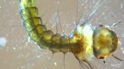 СЛИВКИ ШОУ - НАШЛИ ЭТО В ЛЕСУ!