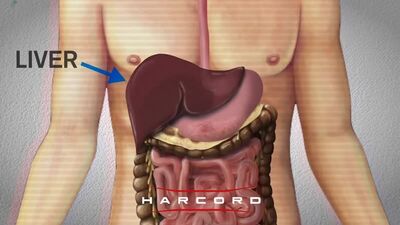 Анатомия человека: печень и ее уязвимость перед ударами