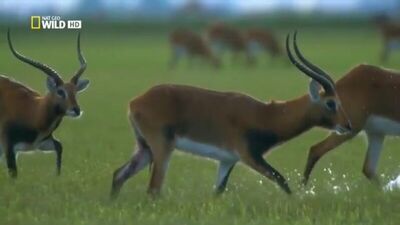 Африка. Река Конго. Документальный фильм National Geographic