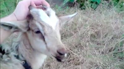 Бабкины Яйца - 19. Как отодрать козу при полной луне