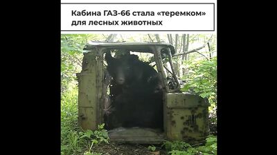 Кабина ГАЗ-66 стала "теремком" для лесных животных