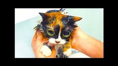 7 ЛАЙФХАКОВ КОТОРЫЕ УПРОСТЯТ ЖИЗНЬ КОТА!