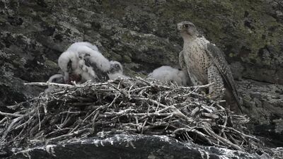 Камчатский соколиный центр