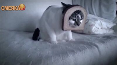 Приколы март 2016 №8