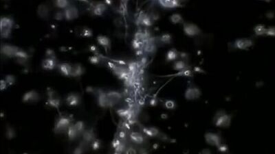 Секс и организм