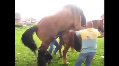 Спаривание коня и лошади 18 ( эротика порно )