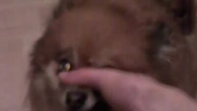 System Of A Down - Chop Suey! (Animal Cover) (6 sec)