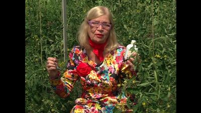 Октябрина Ганичкина: О подкормках и поливе томатов