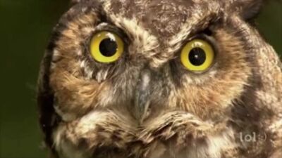 Секс на природе (Нинель Пофиг)