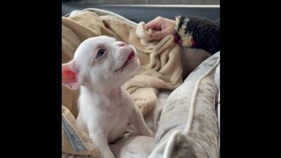 Маленький зайчонок