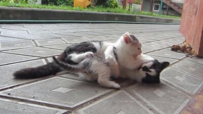 [А ну-ка Давай-ка] Наши котята КОШКА МУРКА И ШКОЛА КОТОВ Челлендж котенка мультики про котят Little Kittens