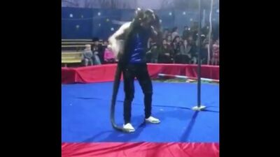 Питон задушил дрессировщика в цирке прямо во время представления