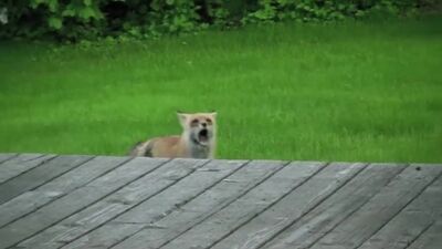 Как лиса говорит на самом деле / What Does the Fox Say