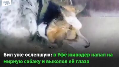 Бил уже ослепшую: в Уфе живодер напал на мирную собаку и выколол ей глаза