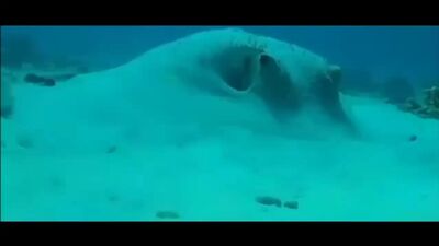 Мем _ Рыба говорит_ _че за хуйня__. Оригинал мема(1080P_HD)_1.mp4