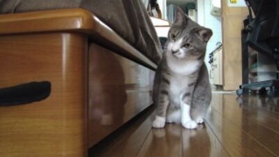 Кот, котик, смешно, прикол, охотник, забавно, мило, игры с котом :)