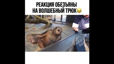 Реакция обезьяны на фокус