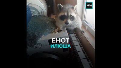 Енот Илюша — Москва 24