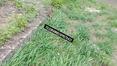 Сосет после школы [порно, секс, трахает, русское, инцест, мамка, домашнее, сосет, кончил в рот, на лицо, сестра, минет, печенье]