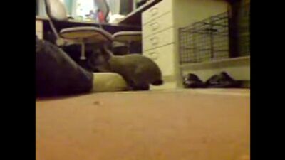 Зоопорно Home made часть 2